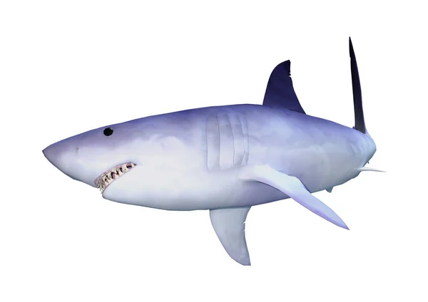 Requin rendu 3D sur blanc — Photo