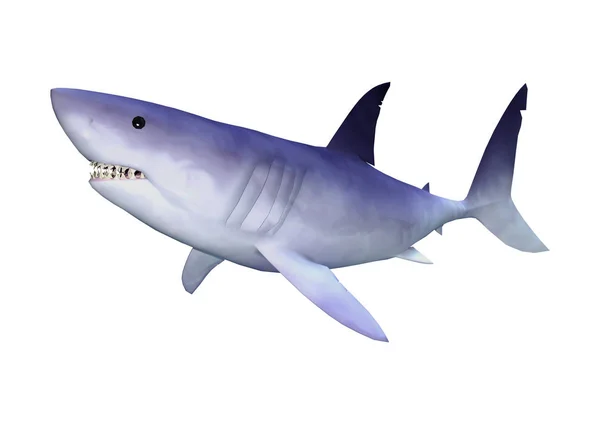 3D Rendering Shark on White — Stock Photo, Image