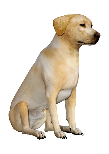 Representación 3D del perro Labrador en blanco —  Fotos de Stock