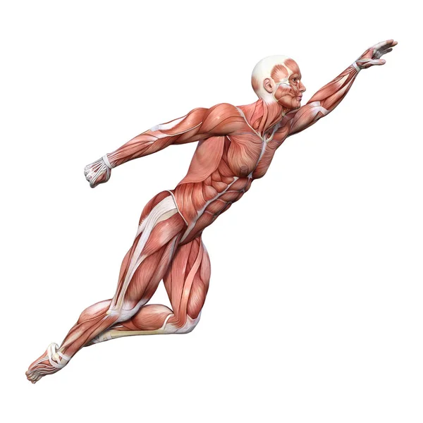 Figure d'anatomie masculine de rendu 3D sur blanc — Photo
