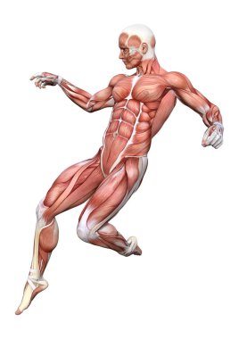 3D render erkek anatomisi şekil üzerinde beyaz