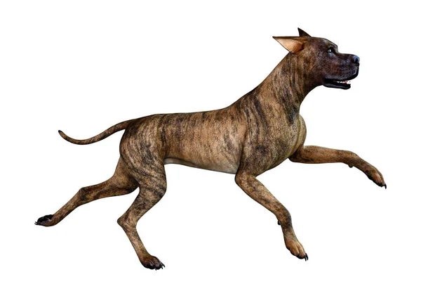 3D-rendering brindle grat Dane hund på vit — Stockfoto