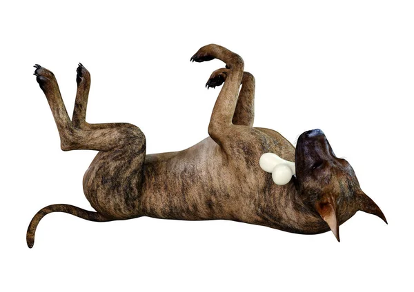 3D Rendering Brindle Grat Dane cane su bianco — Foto Stock