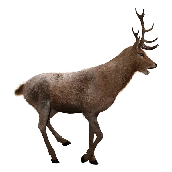 Representación 3D ciervo macho en blanco — Foto de Stock