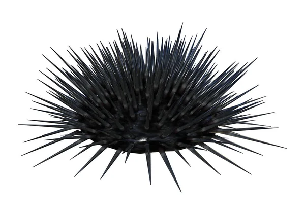3D renderização Sea Urchin em branco — Fotografia de Stock