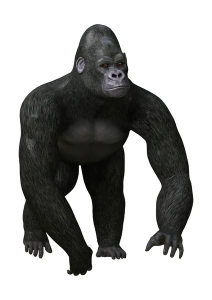 3D rendering Gorilla på vit — Stockfoto
