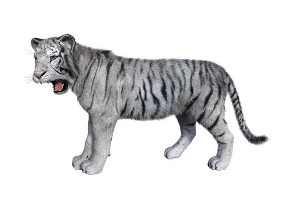 3D Рендеринг белого тигра на белом — стоковое фото