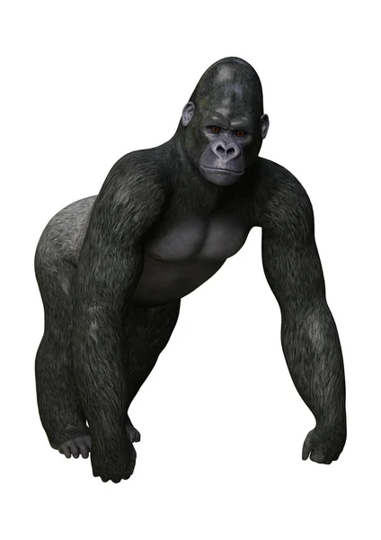 3D Rendering Gorilla su Bianco — Foto Stock