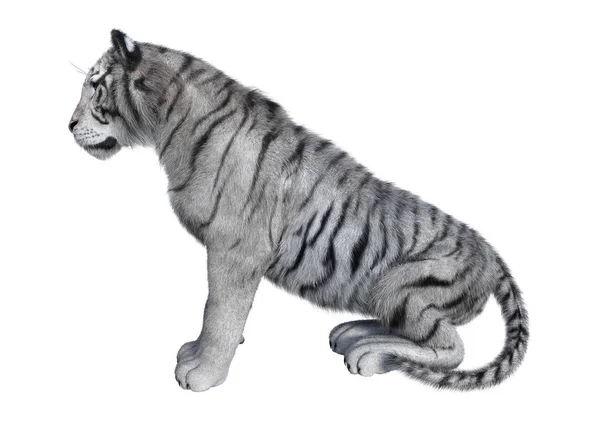 3D Rendering White Tiger on White — Stock Photo, Image