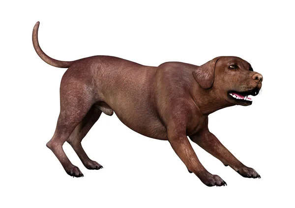3D renderowania Labrador Pies na białym — Zdjęcie stockowe