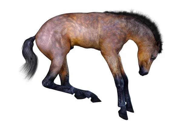 3D rendering häst föl på vit — Stockfoto