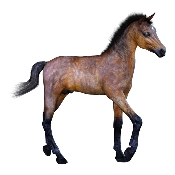 3D Rendering Horse Foal on White — Stock Photo, Image