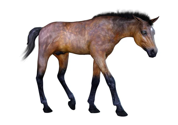 3D rendering ló csikó-fehér — Stock Fotó