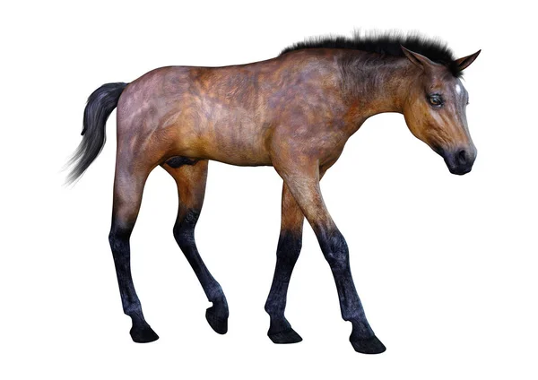 3D rendering Foal αλόγων σε λευκό — Φωτογραφία Αρχείου