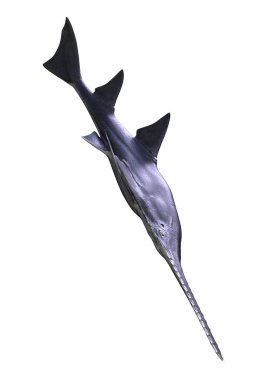 3D render Onchopristis balık beyaz