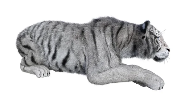 3D que rinde el tigre blanco en blanco —  Fotos de Stock