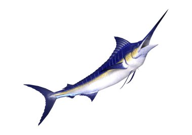 3D Rendering Marlin Fish on White clipart