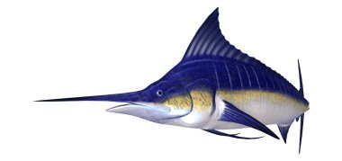3D Rendering Marlin Fish on White clipart