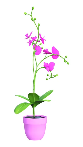 3D rendering bloeiende orchidee Plant op wit — Stockfoto