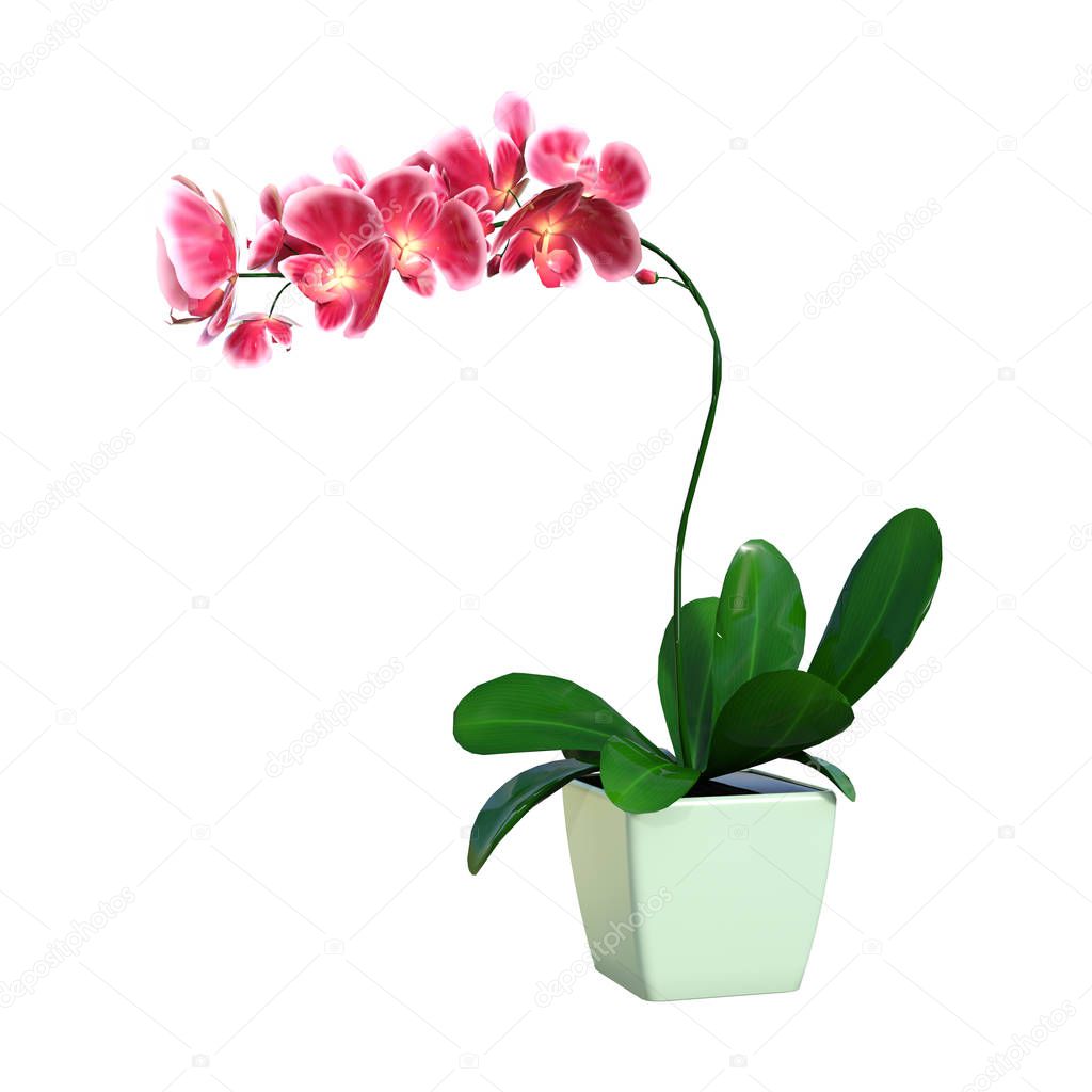 3D Rendering Blooming Orchid Plant on White
