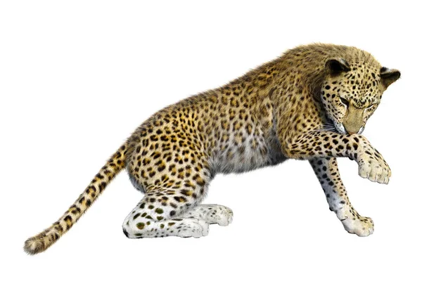 Representación 3D Big Cat Leopard en blanco —  Fotos de Stock