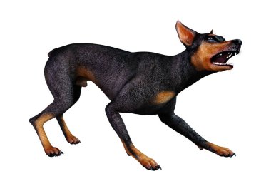 3D render Doberman köpek beyaz