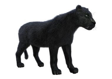 3D render Kara Panter beyaz