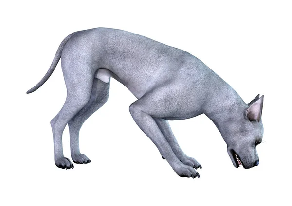 3D renderowania niebieski Grat Duńczyk psa na białym — Zdjęcie stockowe