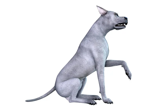 3D Render Blue Grat perro danés en blanco —  Fotos de Stock