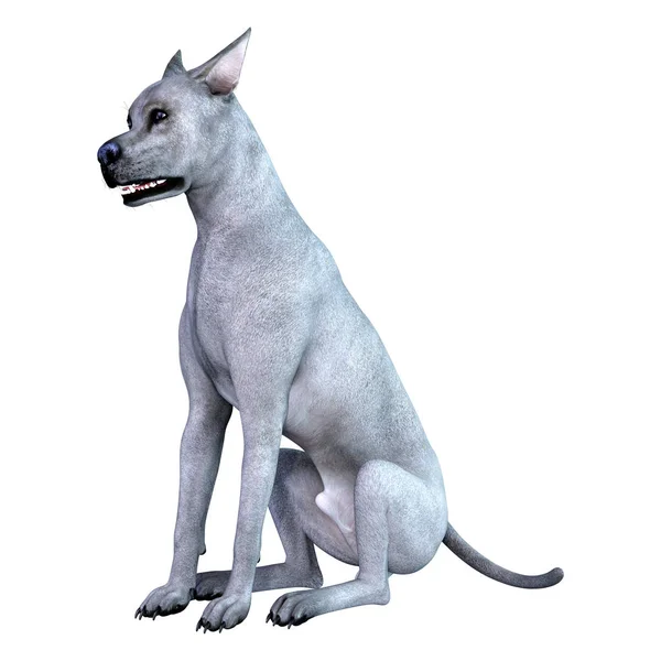 3D Render Blue Grat perro danés en blanco — Foto de Stock
