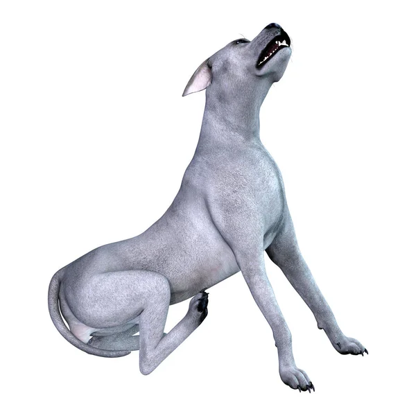 3D Render Blue Grat perro danés en blanco — Foto de Stock