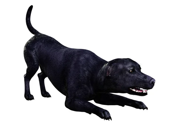 Representación 3D del perro Labrador en blanco — Foto de Stock