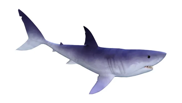 3D vykreslování žralok na bílém — Stock fotografie