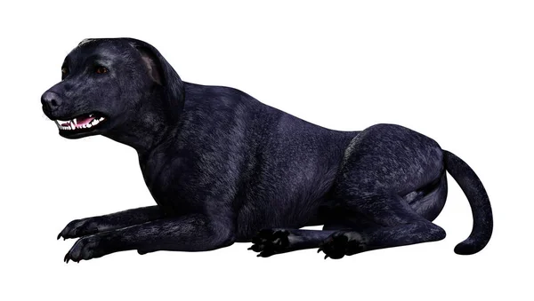 3D render Labrador köpeği beyaz — Stok fotoğraf