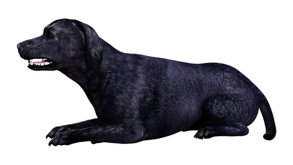 Representación 3D del perro Labrador en blanco — Foto de Stock