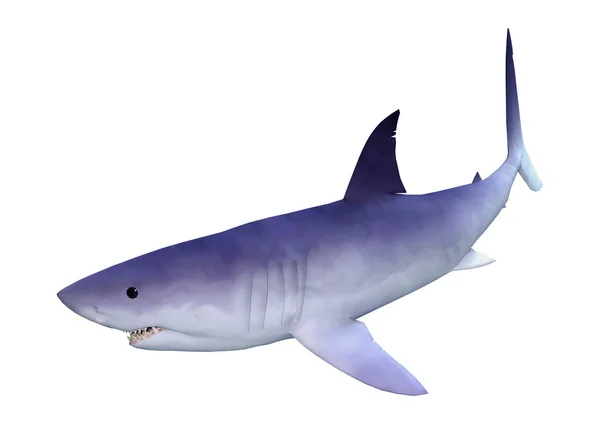 Tubarão de renderização 3D em branco — Fotografia de Stock