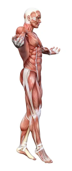 Figure d'anatomie masculine de rendu 3D sur blanc — Photo