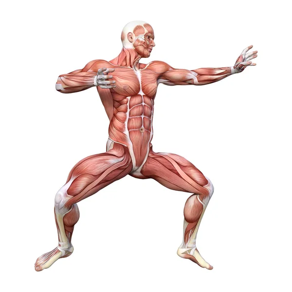 3D rysunek męskiej anatomii renderowania na białym — Zdjęcie stockowe