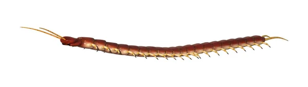 Beyaz üzerinde 3D Rendering Worm Centipede — Stok fotoğraf