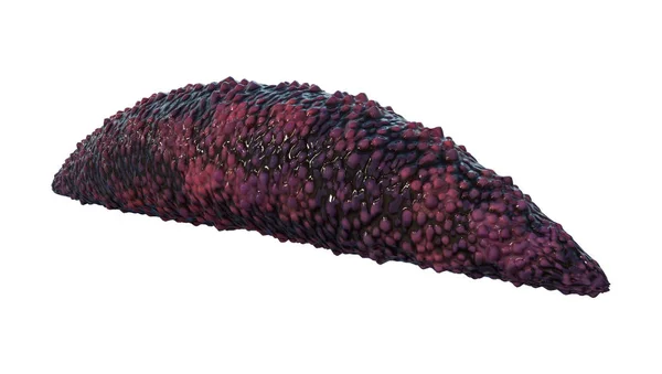 3D rendering worm Holothurian op wit — Stockfoto