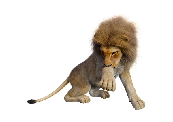 3D Rendering Male Lion on White — Stock Photo, Image