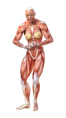 3D render kadın anatomi şekil üzerinde beyaz