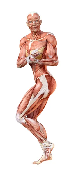 Figure d'anatomie féminine de rendu 3D sur blanc — Photo