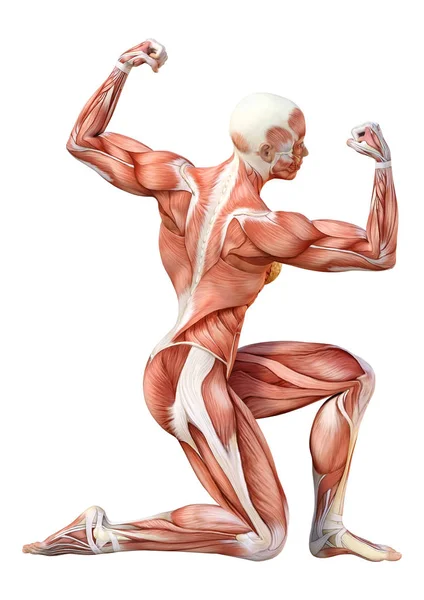 Figura de anatomía femenina de representación 3D en blanco — Foto de Stock