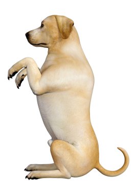 3D render Labrador köpeği beyaz