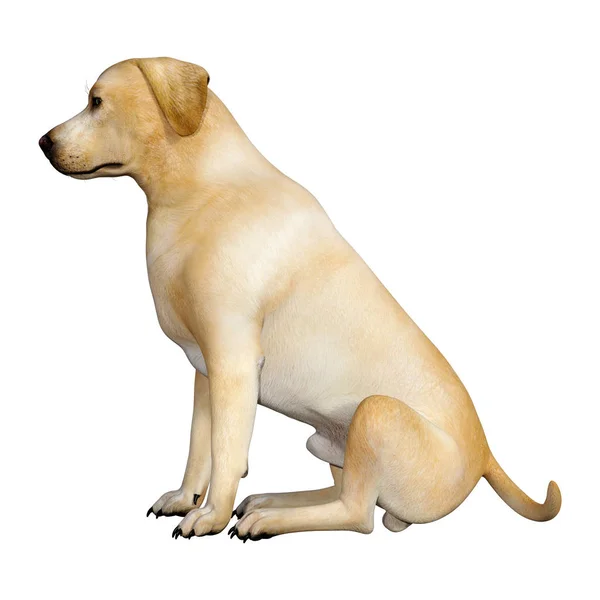 Chien Labrador rendu 3D sur blanc — Photo