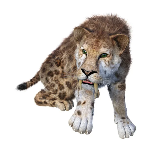 3D Rendering Sabertooth Tiger en blanco — Foto de Stock