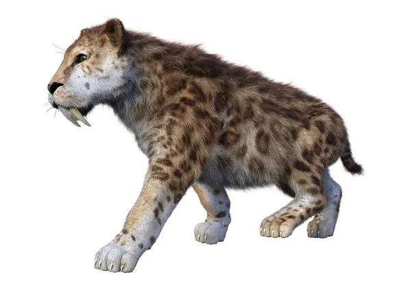 3D Rendering Sabertooth Tiger en blanco — Foto de Stock