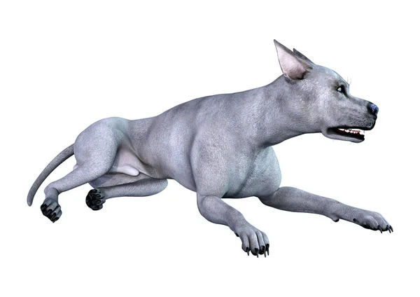 3D renderowania niebieski Grat Duńczyk psa na białym — Zdjęcie stockowe