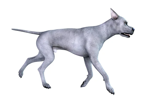 3D Render Blue Grat perro danés en blanco —  Fotos de Stock